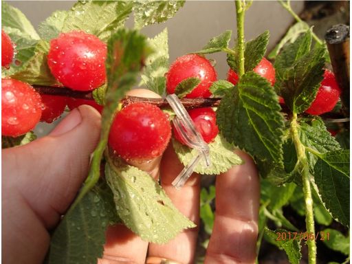 Wiśnia kosmata prunus tomentosa - drzewko