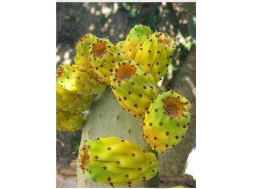 Opuncja figowa opuntia ficus-indica figa indyjska