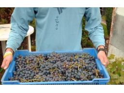 ~~winorośl winogrona 10 szt. pakiet dobre odmiany