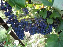 ~~winorośl winogrona odmiana: cascade