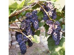 ~~winorośl winogrona odmiana: concord