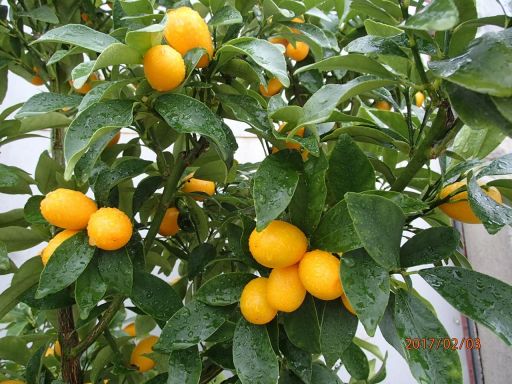 Limonella -citrus eustis -limequat - w doniczce 1m