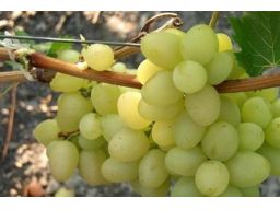 ~~winorośl winogrona zestaw 4 szt mega duże owoce~