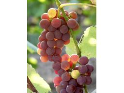 ~~winorośl winogrona odmiana: konkord rosyjski