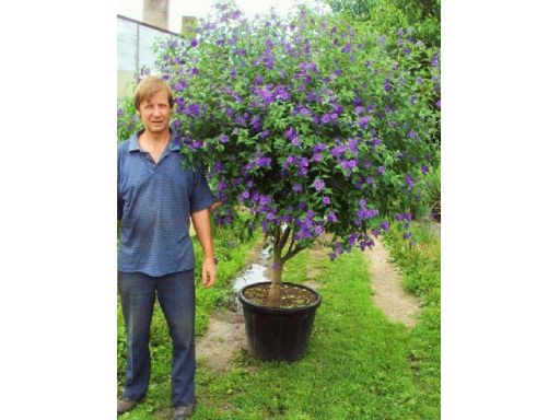 Solanum rantonetti szafirowa burza psianka donica