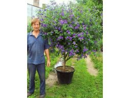 Solanum rantonetti szafirowa burza psianka donica