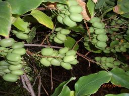 Kiwi samopylne-aktinidia pstrolistna - grunt